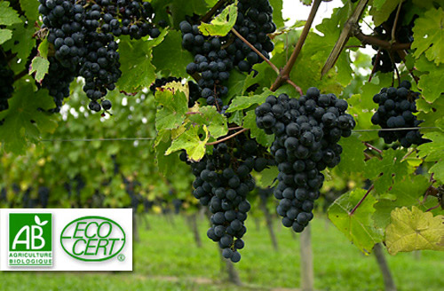 Agriculture biologique